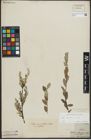 Foto von Salix repens subsp. repens L.